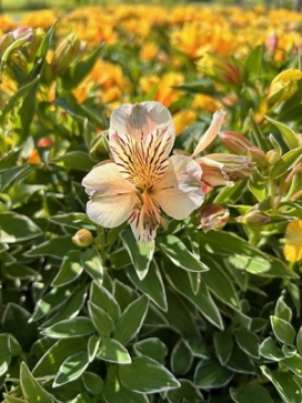 ALSTROEMERIA Colorita Fabiana